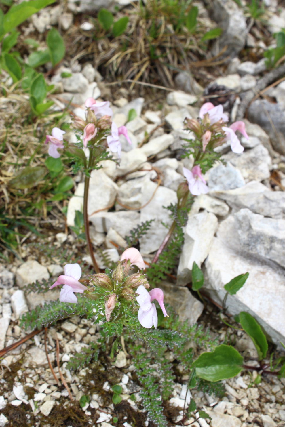 Pedicularis da determinare